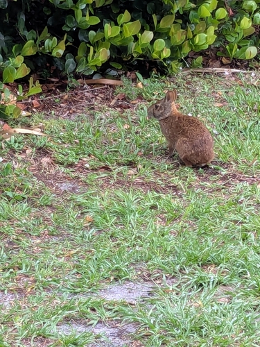 Marsh Rabbit observed by art_marshall