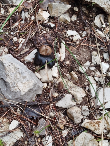 Hygroscopic Earthstar