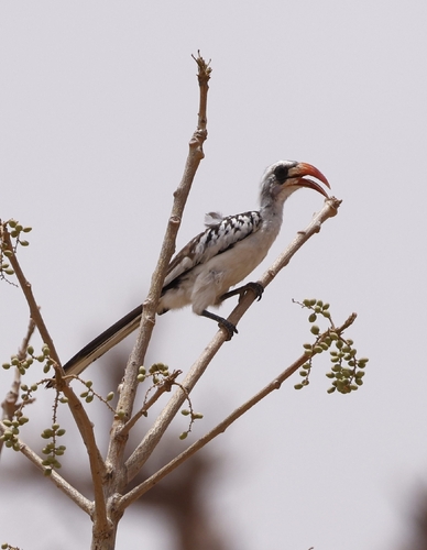 Western Red-billed Hornbill
