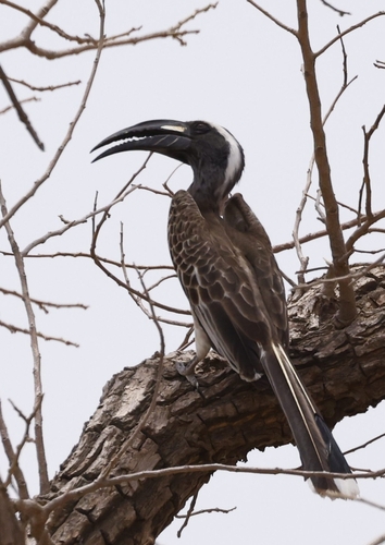African Gray Hornbill