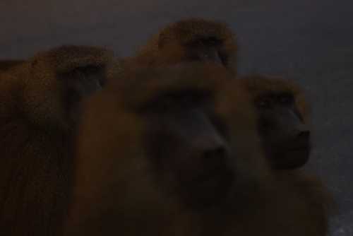 Guinea Baboon