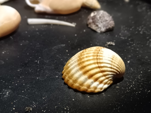 Acanthocardia tuberculata