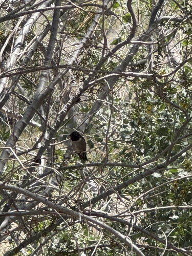 Black-chinned Hummingbird observed by twhitfield