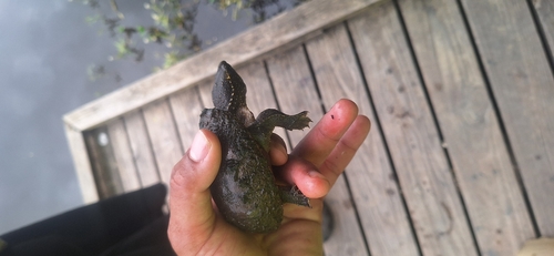 Eastern Musk Turtle observed by will82261