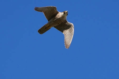 Avistamiento Halcón peregrino