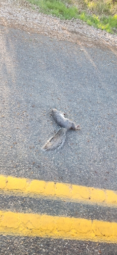 Western Gray Squirrel observed by ethancoggins