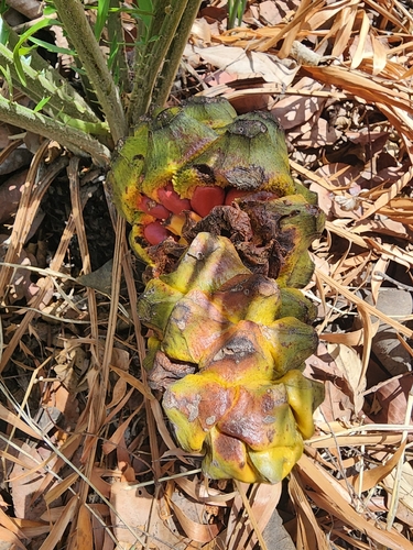 Encephalartos barteri barteri