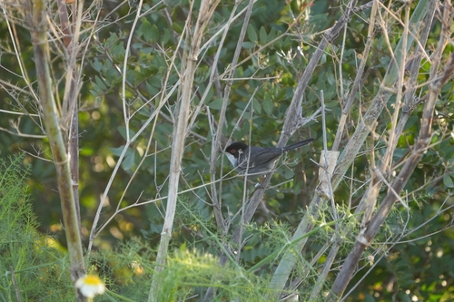 Avistamiento Curruca cabecinegra