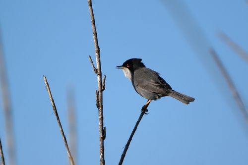 Avistamiento Curruca cabecinegra