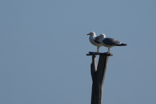 Avistamiento Gaviota patiamarilla