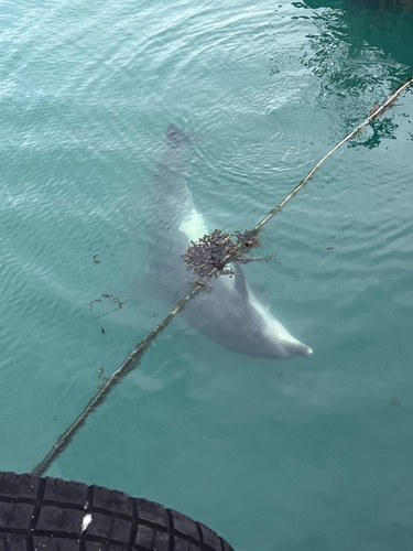 Tursiops truncatus