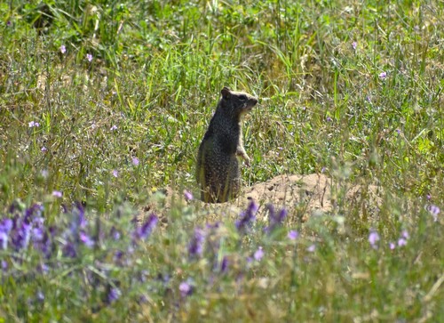 Douglas's Ground Squirrel observed by john475