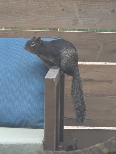 Rock Squirrel observed by timoteoesteban