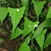 Slender Cucumber - Photo (c) Luis Webber, all rights reserved, uploaded by Luis Webber