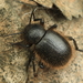 Escarabajo Oscuro Lanudo - Photo (c) Graham Montgomery, todos los derechos reservados, uploaded by Graham Montgomery
