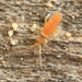 Entomobrya atrocincta - Photo (c) Graham Montgomery, all rights reserved, uploaded by Graham Montgomery
