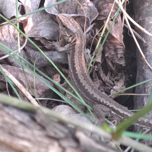 Meadow Lizard