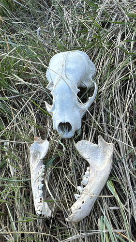 American Badger observed by andre_hageman