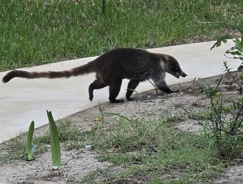Coati à nez blanc observed by alex1166