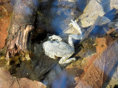 Grey Treefrog observed by meadowhawk