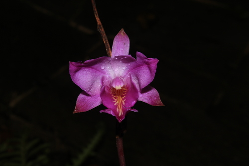 Bletia catenulata · NaturaLista