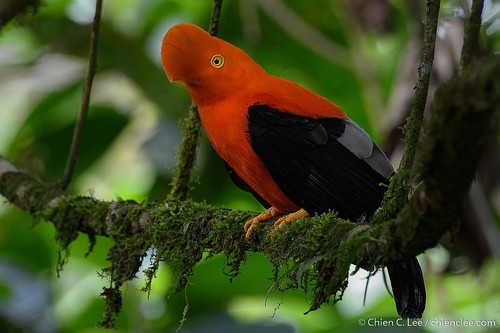 Subespecies Rupicola peruvianus peruvianus · NaturaLista Mexico