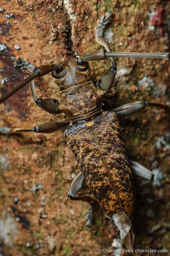 Acalolepta tarsalis