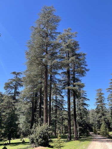 Atlas cedar