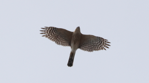 Sharp-shinned Hawk observed by stphip