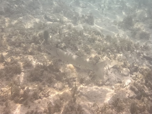 Sphyraena barracuda
