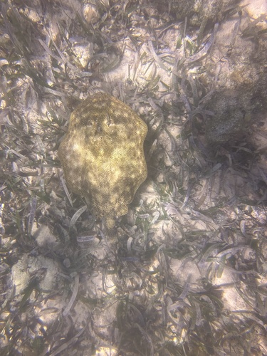 Urobatis jamaicensis