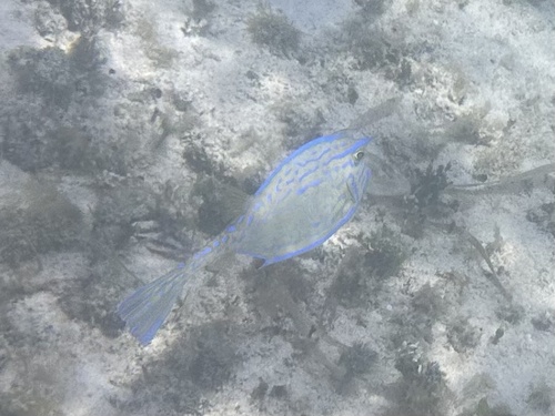 Acanthostracion quadricornis