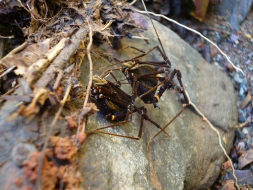 Geraeocormobius sylvarum