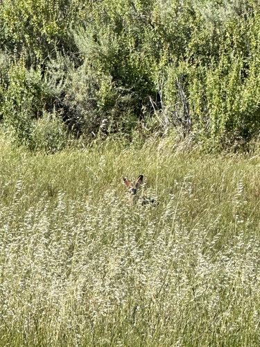 Black-tailed Jackrabbit observed by the_naturalists_