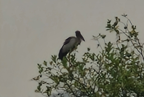 Asian Openbill