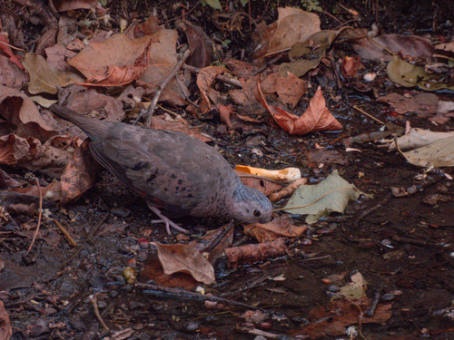 Common Ground Dove observed by angelicaalmendarez