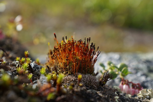 Tetraplodon