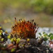 Cruet-Mosses - Photo (c) Mikhail Dulin, all rights reserved, uploaded by Mikhail Dulin