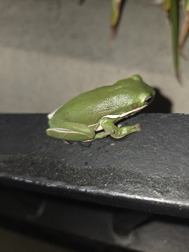 Green Treefrog observed by beetlelover5