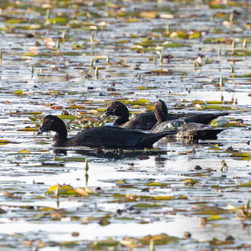 Muscovy Duck