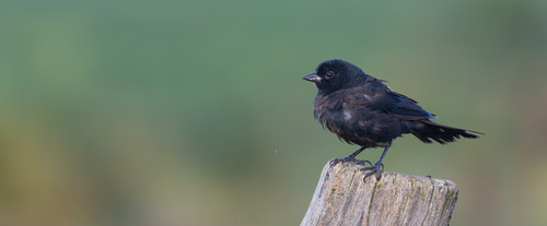 Shiny Cowbird