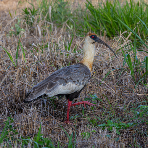 Buff-necked Ibis