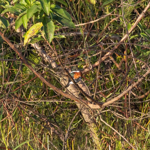 Green Kingfisher