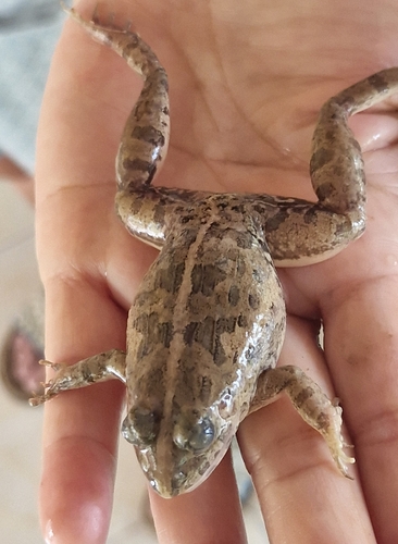Paddy Field Frog