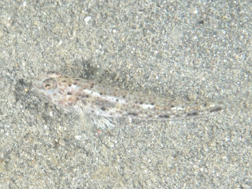 Hazeus ammophilus — seen at this dive site