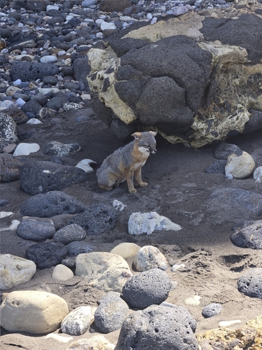 Santa Cruz Island Fox observed by rkhana