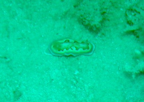 Goniobranchus coi