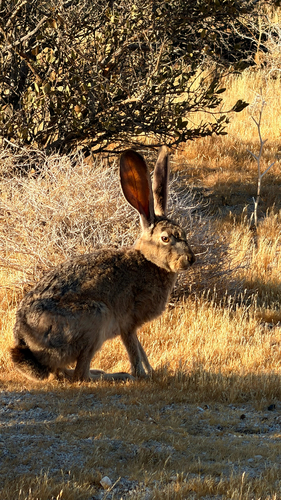 Black-tailed Jackrabbit observed by thebigonethatgotaway