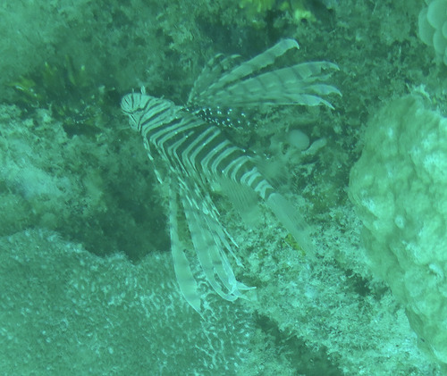 Pterois russelii