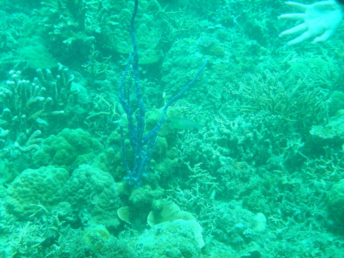 Scolopsis margaritifera
